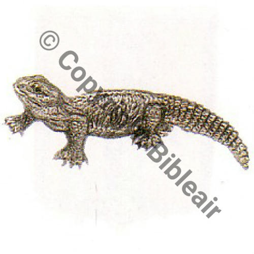 A0735  EALA 5.72  COLOMB BECHAR  Dr...  SEGALEN