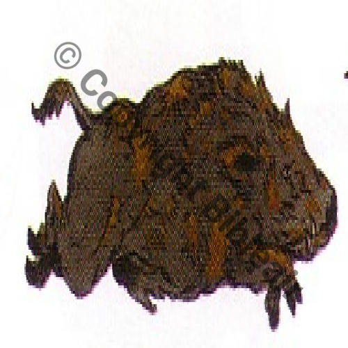 57 FUS MS57