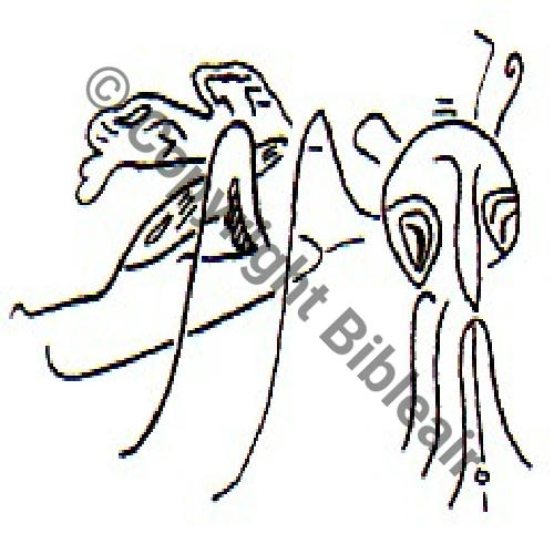 507 FUS BR507
